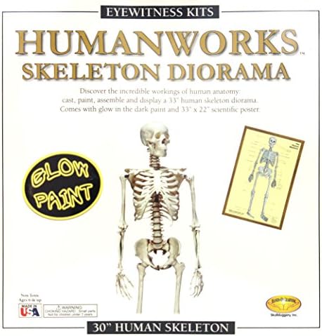 Skullduggery Eyewitness Kits Humanworks Skeleton Diorama