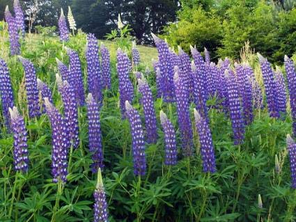 Golden Hills Farm® (AVG 100-500) seeds Lupin Russell Band of Nobles Flower Seeds