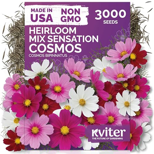 KVITER 3000 Mix Sensation Cosmos Seeds (Cosmos Bipinnatus) Tall Cosmo Mix in Seed Packets Butterfly Favorite Non GMO Seed Annual Flower Seeds for Outside Outdoor Flower Garden Ideal Cut Flower