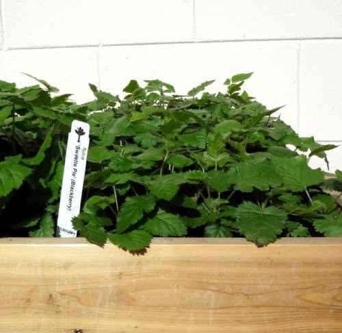 Blackberry Plants "Sweetie Pie" Price Includes Four (4) Plants