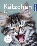  Kätzchen: halten, pflegen, beschäftigen (Mein Tier)