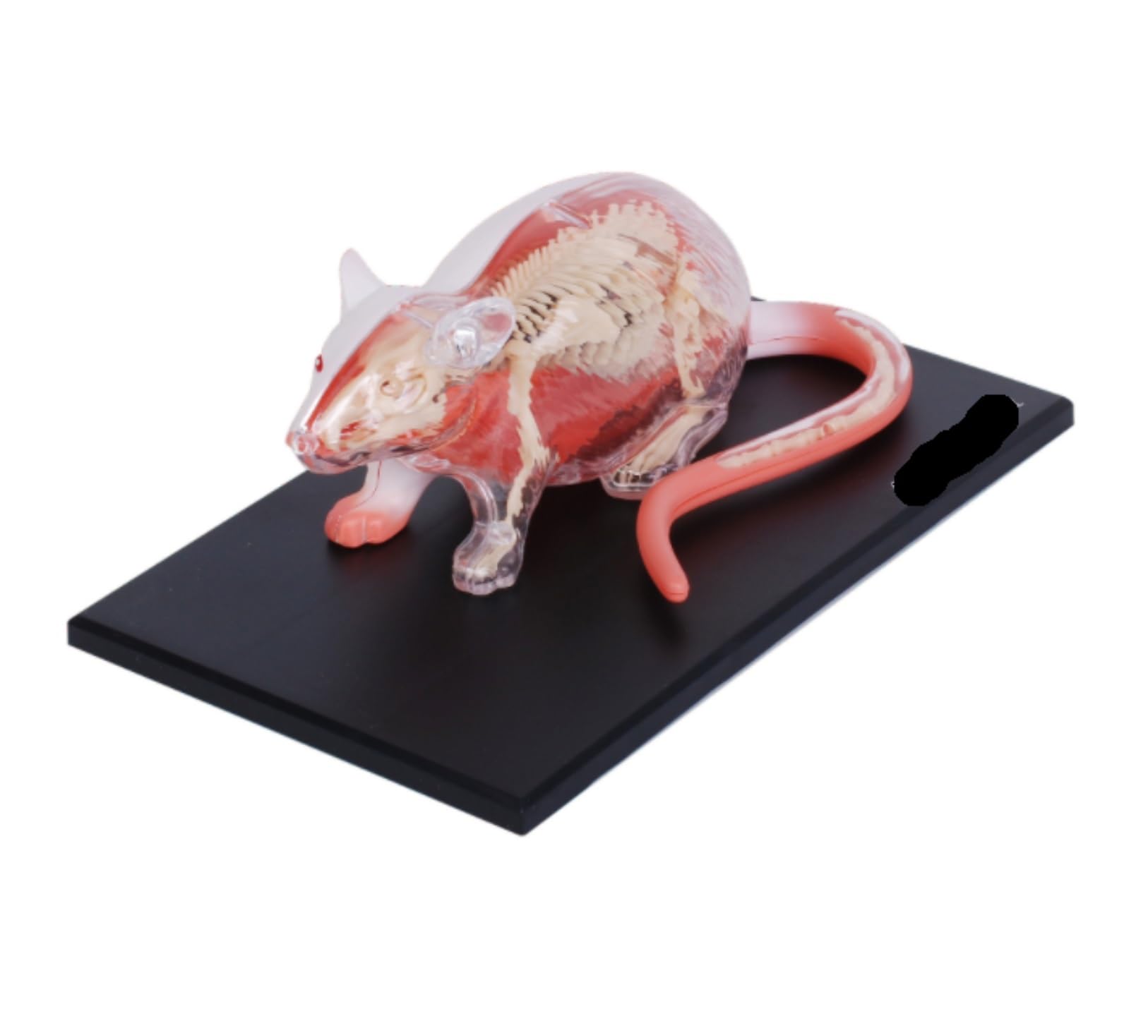 Cours de Médecine Modèle Anatomique De Souris 4d 29, Organe Et Partie du Corps Détachables, Idéal pour L'éducation Et La Médecine Enseignement Scolaire(White)