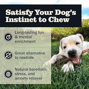 Redbarn Pet Products All Natural 8 12 Bully Sticks for Medium Large Dogs Healthy Long Lasting Chews Variety Party Pack 100 Beef Single Ingredient Low Odor Rawhide Free 1 lb Bag
