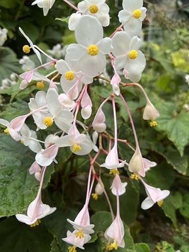 Begonia Grandis, Piante da Giardino in Vaso, Fiori Bianchi e Foglie Verdi e Rosse | MY PLANTIS
