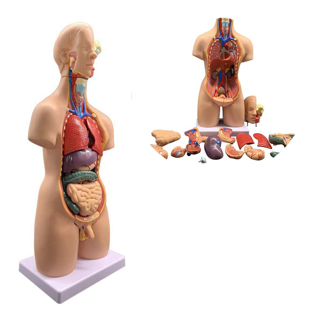 Amazon.co.jp: 人間の解剖学的モデルユニセックス人体胴体胴体医療内臓