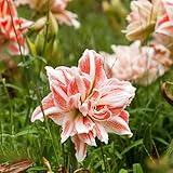 amarilis resistentes jardín oficina balcón camas elevadas bonsái decoración Bulbos perennes, 1pcs