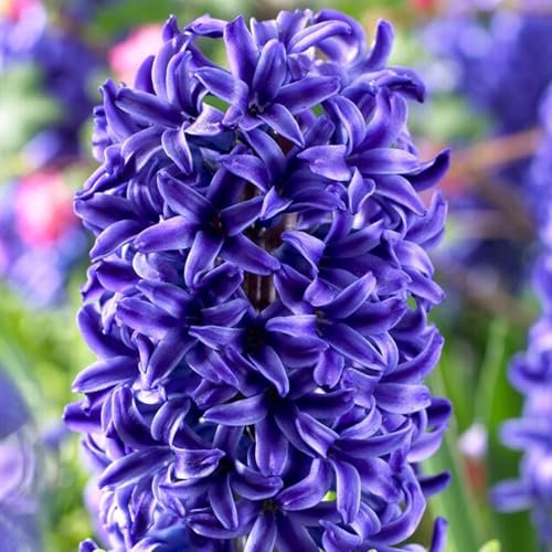 Hyacinth Orientalis Blue Trophy Deep Blue Fragrant Blooms Top Size Bulb 15/16 cm Great for Forcing Indoors or Outdoor Garden Fall Bulbs for Planting