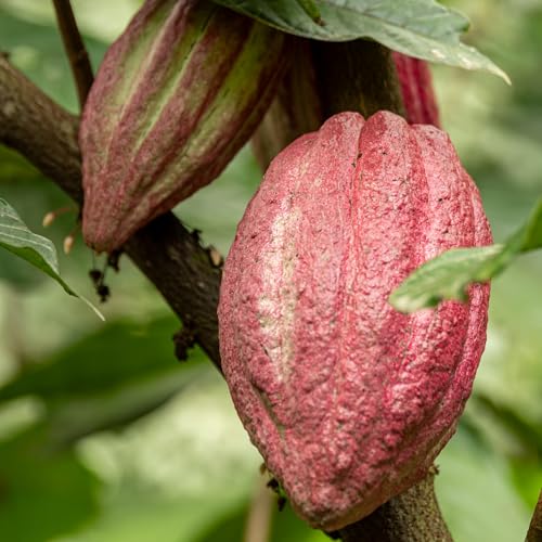 The Q'anil Trecena (10th - 22nd January 2026)