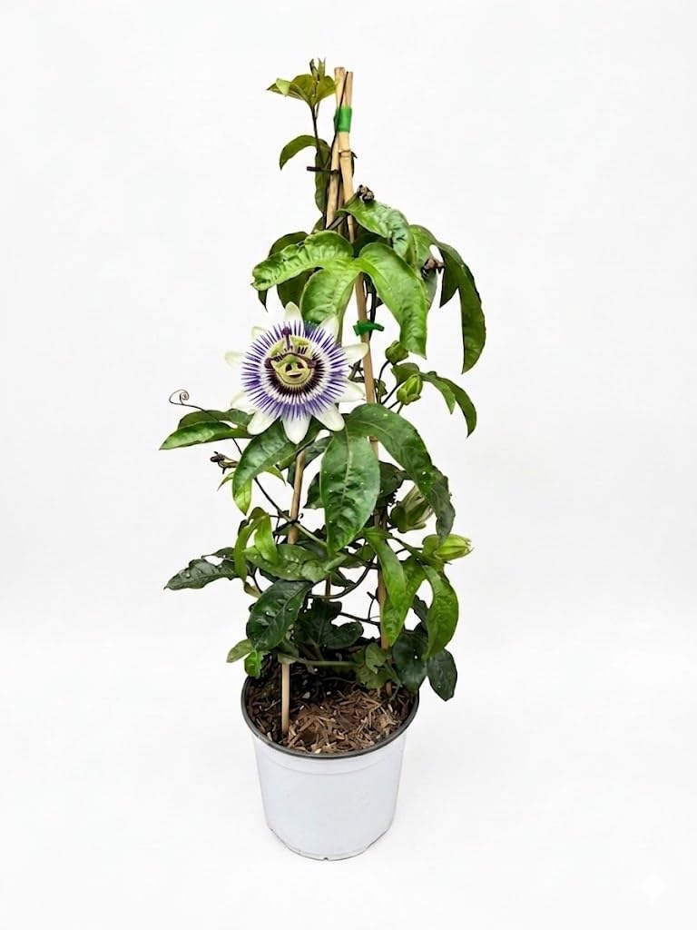 Pianta di passiflora edulis "Maracuja" su vaso cm 19 h 75 piramide MODIPITRE