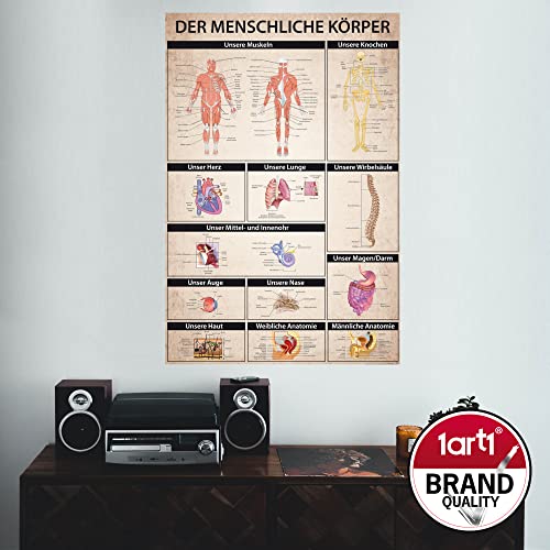 1art1 Der Menschliche Körper Poster Anatomie, Muskeln Knochen Organe Plakat | Bild 91x61 cm