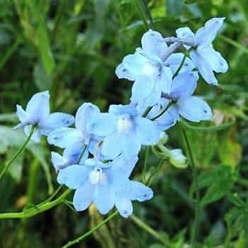 【絵画】ボタニカルアート「デルフィニウムベラドンナ」原画 絵画】ボタニカルアート「デルフィニウムベラドンナ」原画