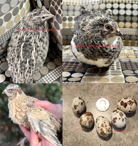 30 (+Extras) Jumbo Coturnix Quail Hatching eggs color mix
