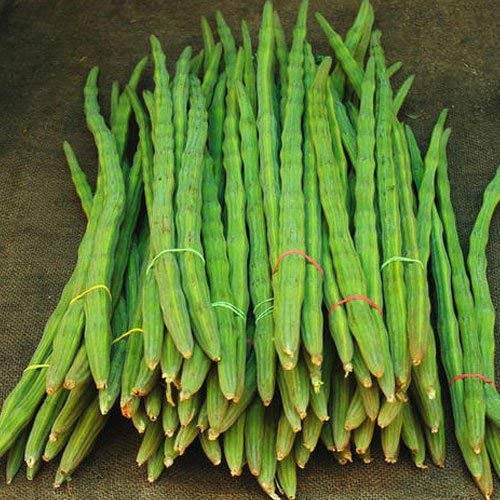 See full amazon price history chart for Gardenify India Green Fresh Drum Stick Moringa Seeds (15 Seeds/packet) Gardenify India Green Fresh Drum Stick Moringa Seeds (15 Seeds/packet) (B0947C83RN) Amazon Price History, Amazon Price Tracker