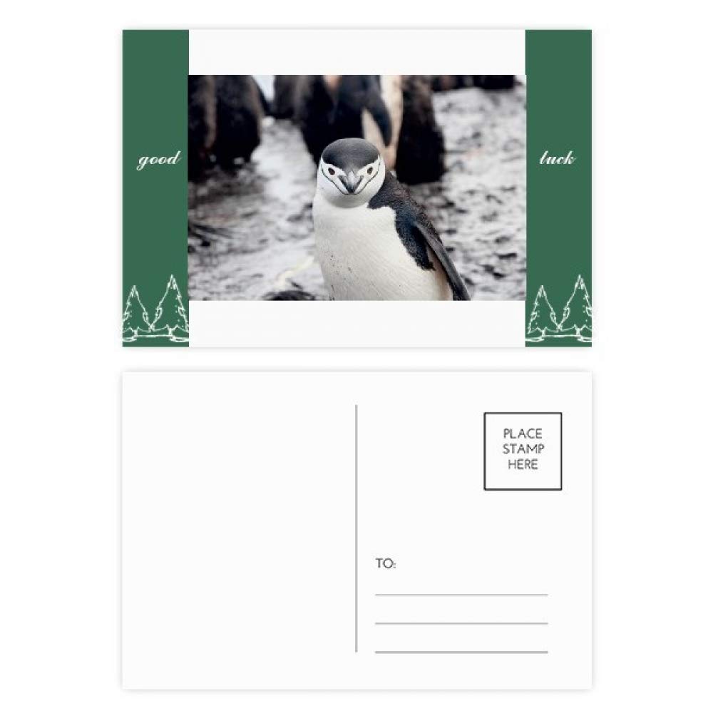 Carte postale pingouin DIYthinker pour décorer et écrire vos voeux - 4