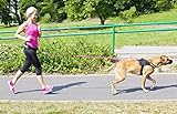 Dingo Canicross Gürtel 4-in-1 Universal, verstellbar, sicher, reflektierend, multifunktional zum Laufen, Sport, Joggen, Training, Schwarz 12780-2