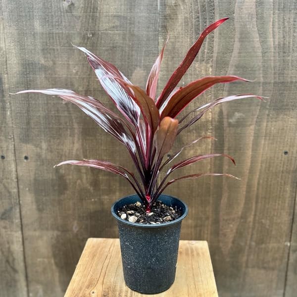 Amazon｜観葉植物：ドラセナ アイチアカ*コルディリネ 愛知赤 4号