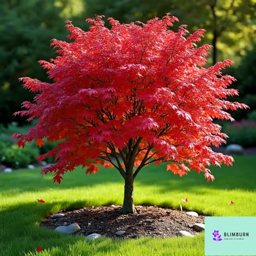 Image of 40+ Seeds- Redleaf Maple Acer Tree Seeds - Grow Indoor & Outdoor - All Seasons