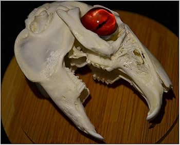Amazon.co.jp: ウサギの頭蓋骨-ウサギの頭蓋骨標本-奇妙な目を持つ Amazon.co.jp: ウサギの頭蓋骨-ウサギの頭蓋骨標本-奇妙な目を持つ