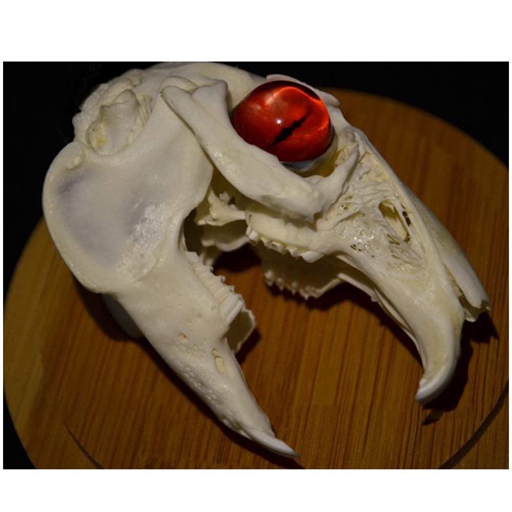 Amazon.co.jp: ウサギの頭蓋骨-ウサギの頭蓋骨標本-奇妙な目を持つ