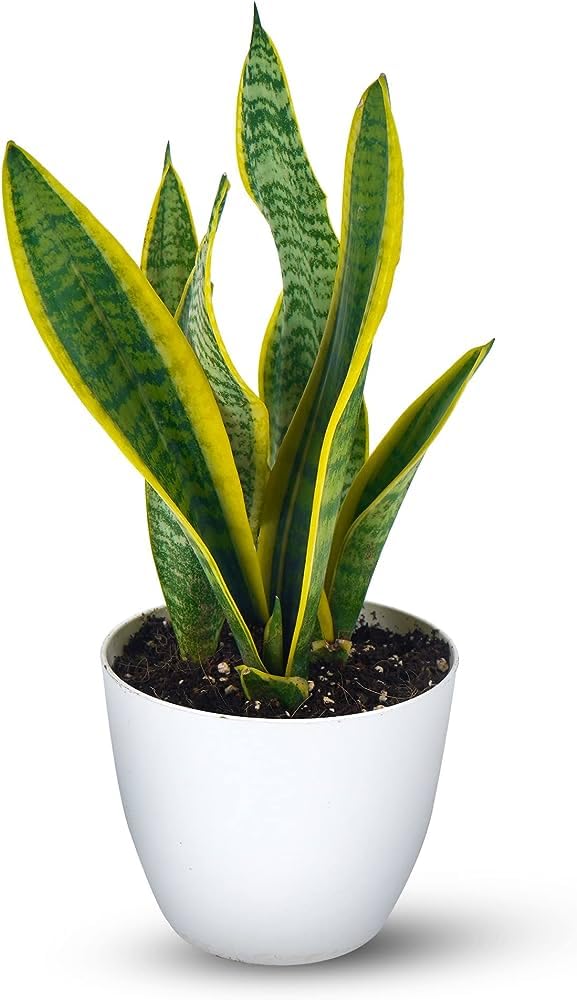 Snake plant indoor live plant without pot, Indoor - Plant for Office, Bedroom, Living Room, Dining Room, Nursery (Pack of 1)-image-46