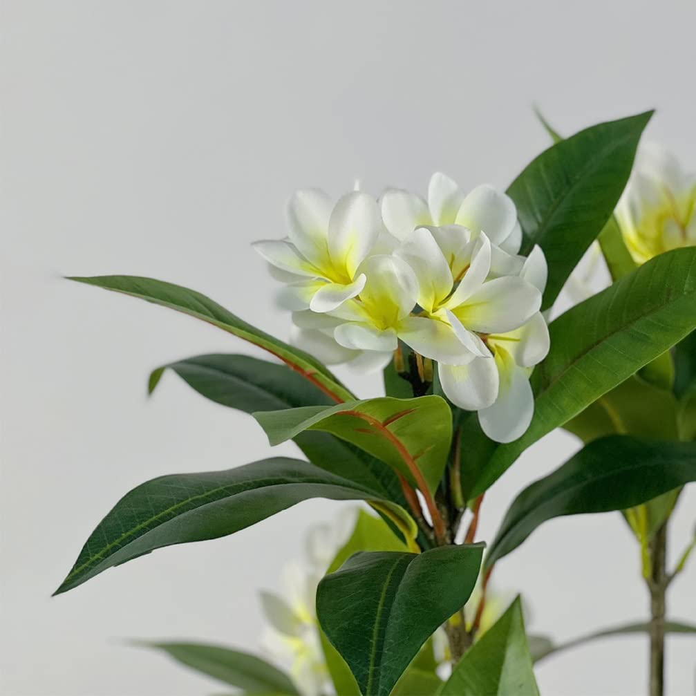 プルメリア 木 約150cm 白