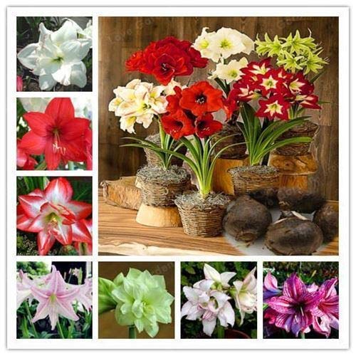 seedsown 100 graines européenne bleuets Myrtille Bas Bush Rare Doux Vaccinium myrtillus Nous