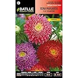 Semillas de Reina Margarita flor crisantemo