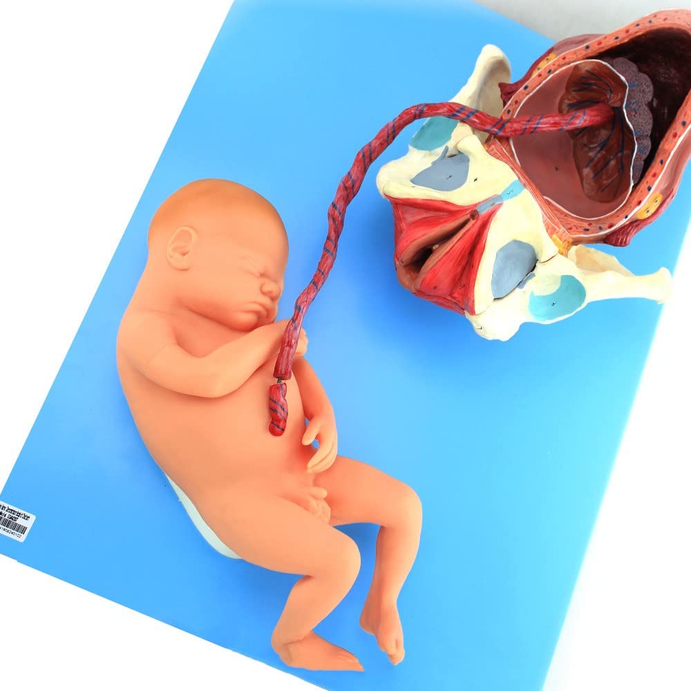 Model Miednicy I Płodu Porodowego Do Planowania Etapów Porodu, Anatomiczne Narzędzie Edukacyjne Do Nauczania I Szkolenia Medycznego, Idealne Dla Studentów