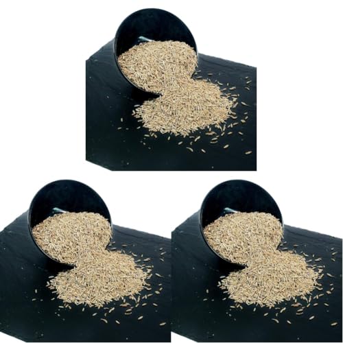 Image of More Spices - Jeera, 100Gm (Loose), Cumin, Seeds (Pack of 3)