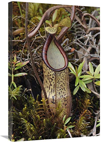 20 x 30 in. Pitcher Plant Pitcher, Kelantan, Malaysia Art Print - Chien Lee