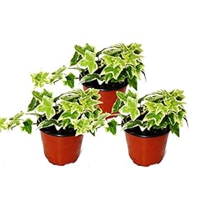 Exotenherz Hedera Helix 3er Set Weißbunt