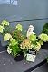 Rispenhortensie Plantenwelt Little Lime – Hydrangea paniculata