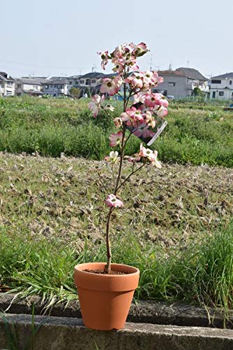 Amazon.co.jp: ハナミズキ鉢植え ピンク花ハナミズキ : DIY・工具