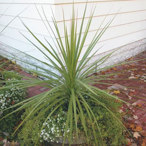 Chuxay Garden Dracaena Spikes Seed, Dracaena Indivisa 500 Seeds Annual Large Tree Striking Landscaping Plant All Season Ornamental #TOP2