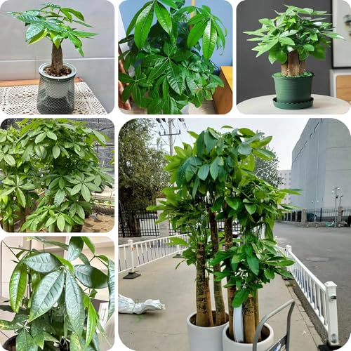 semillas de castaño de la suerte castaño de la suerte del jardín de hierbas plantas resistentes para jardín, plantas verdes Plantas de jardín de rocas resistentes Decoración de 4pcs