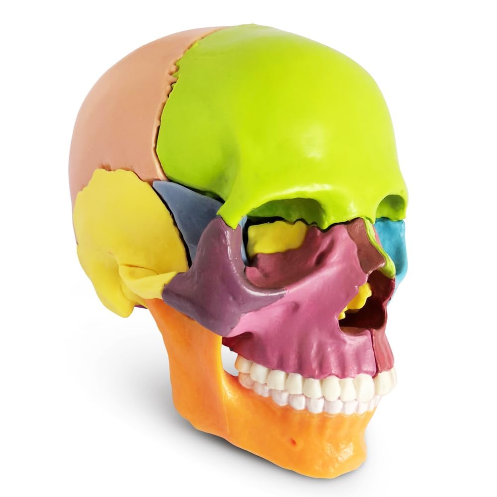 LABZIO Anatomy Skull Model | 15 Parts Human Anatomy Exploded Skull Detachable Palm-Sized Mini Human Color Medical Skull Model,Medical Dental Clinic Teaching Equipment,Learning with Color Study Manual (B0CTJZ7VVM) Amazon Price History, Amazon Price Tracker