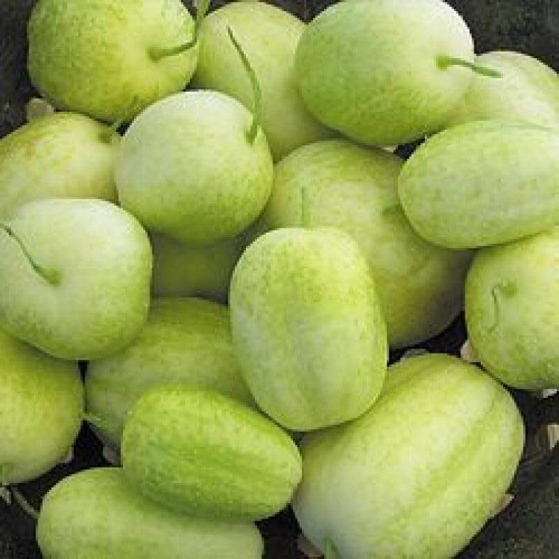Buy4seeds Cucumber Crystal Apple - 10 Seeds - Heritage Simple to Grow