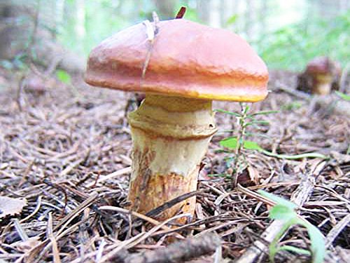 落葉きのこ 天然落葉きのこ(茹で冷凍) 200g×3｜山菜 キノコ｜食べレア北海道 物産