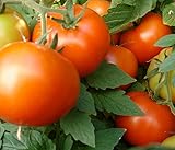 Bush Early Girl Hybrid Tomato 150 Seeds #1884 Item UPC#650348692148