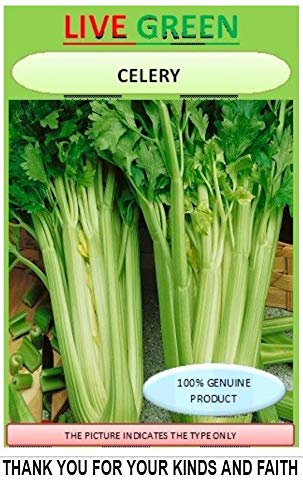 LIVE GREEN Celery Microgreen Salad Leaf Organic Seeds, (PLSDBL379)