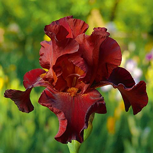 Image of Iris Re-Blooming Pass The Wine Garden Plant Hardy Perennial Flowering Garden Plants Easy to Grow Your Own 1x Bare Root by Thompson and Morgan (1)