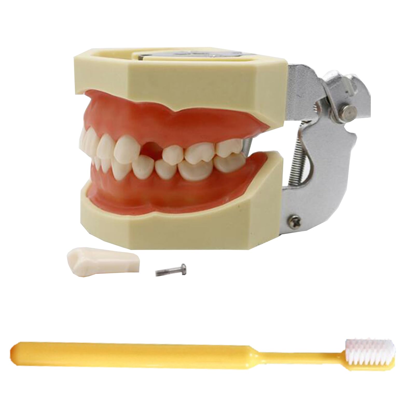 Model implantu dentystycznego - model zębów Typodont - do ćwiczenia technik naprawczych, z małym śrubokrętem