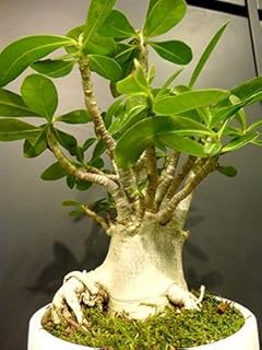 Amazon Co Jp 食虫植物 ハエトリソウ Amazon Co Jp 食虫植物 ハエトリソウ