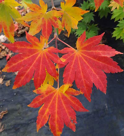 Amazon.co.jp: 【モミジ・カエデの種】コハウチワカエデ