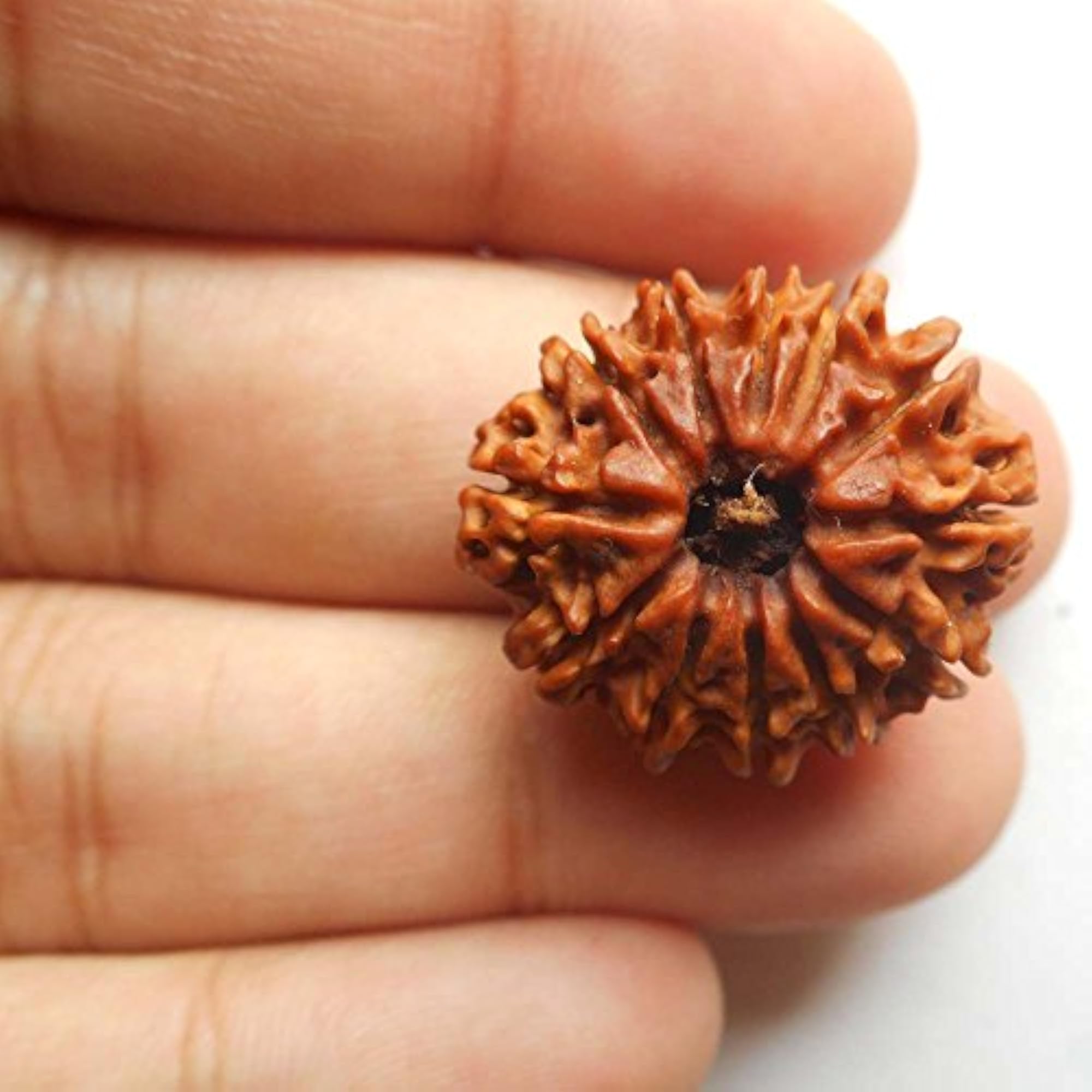 Twelve Mukhi Rudraksha Bead, Brown, Round