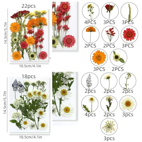 216 piezas Flores prensadas secas para manualidades miniatura 7