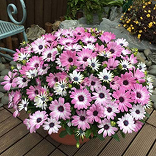 QHYDZ Garden-50pcs Raras Semillas Flores Margarita Africana Arctotis Stoechadifolia con Flores Hermosas para Jardin Maceta Balcon