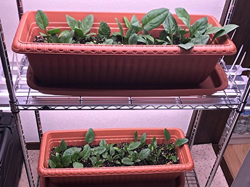 植物育成ライト 電照用LED蛍光灯 そだ照るLED蛍光灯 水耕栽培 Amazon.co.jp: 植物育成ライト 植物 LED ライト アクアリウム 食