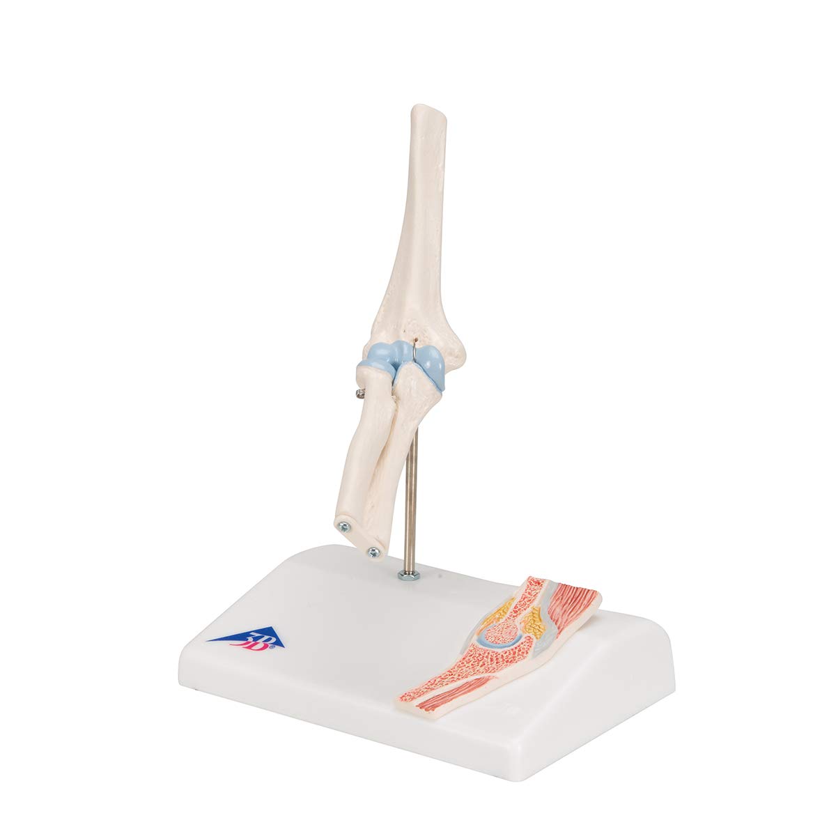 3B Scientific A87/1 Mini staw łokciowy z przekrojem poprzecznym darmowe oprogramowanie anatomiczne - 3B Smart Anatomy