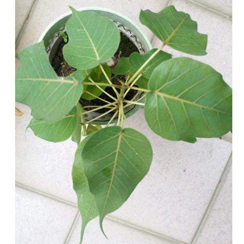 BLUE UNIVERSE Live Plant इंडियन देशी पीपल. Beautiful Black Pot with Beautiful Peepal Tree Plant. (B08KPJ773Q) Amazon Price History, Amazon Price Tracker